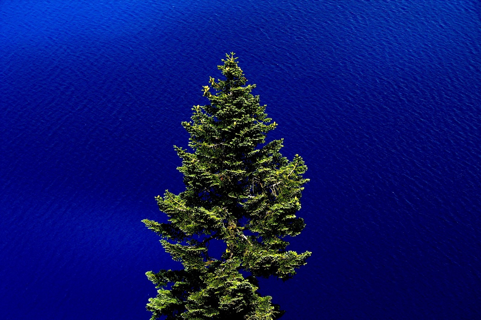 Crater Lake seen from the rim: a vast, still, deep-blue lake held inside a volcanic caldera, ringed by cliffs.